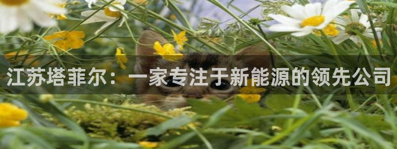 sunbet游戏地址